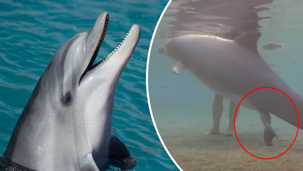 कैमरे के सामने डॉल्फिन ने दिया बच्चे को जन्म कैमरे के सामने डॉल्फिन ने दिया बच्चे को जन्म
