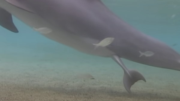 अद्भुत नजारे को देख लोग हैरान अद्भुत नजारे को देख लोग हैरान