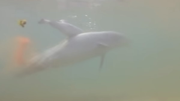 वायरल हुआ वीडियो वायरल हुआ वीडियो