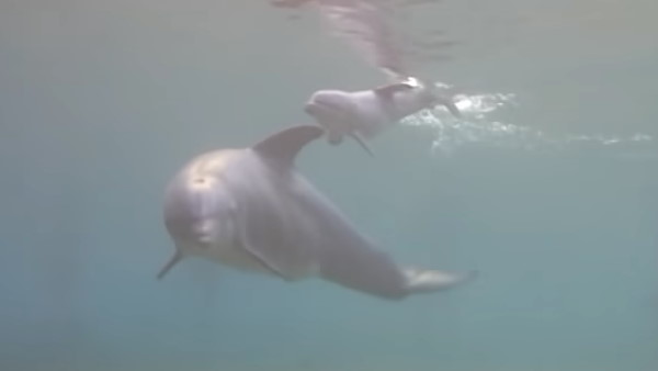 कहां है डॉल्फिन की प्राइवेसी? कहां है डॉल्फिन की प्राइवेसी?