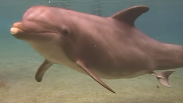 डॉल्फिन से जुड़े रोचक तथ्य डॉल्फिन से जुड़े रोचक तथ्य