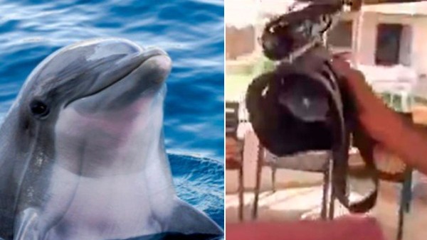 भाग निकले आतंकी भाग निकले आतंकी