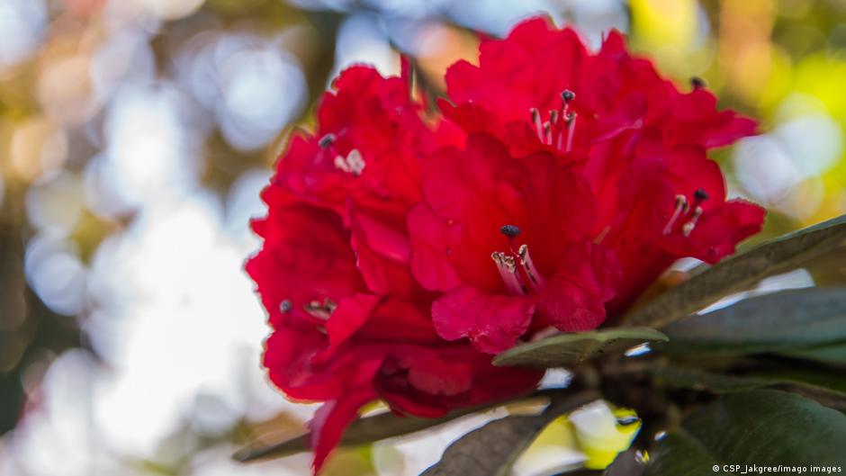 Provided by Deutsche Welle