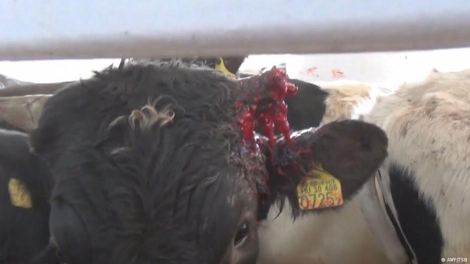 Provided by Deutsche Welle