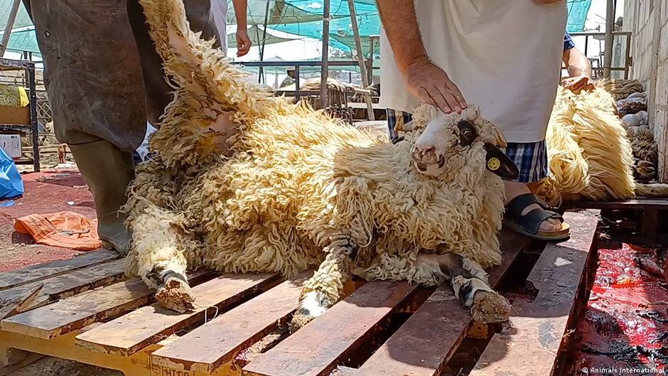 Provided by Deutsche Welle