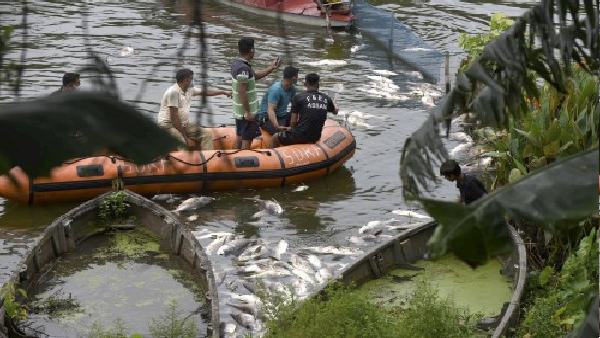 ऐसे होती है मछली का बारिश ऐसे होती है मछली का बारिश