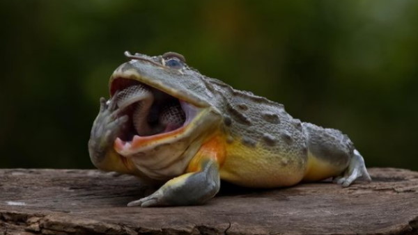 सांप को ही निगलने लगा मेंढक सांप को ही निगलने लगा मेंढक