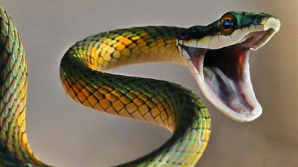 चूहों का भी करते हैं शिकार चूहों का भी करते हैं शिकार