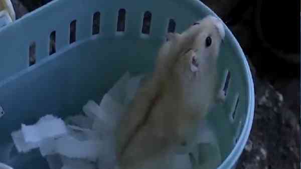 हम्सटर के आयात पर लग चुकी है पाबंदी