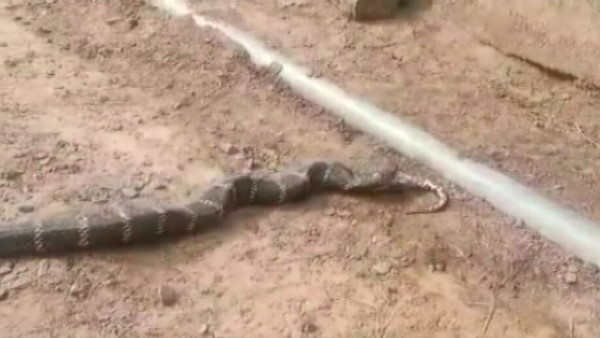 4 फीट लंबे अजगर को जिंदा निगला