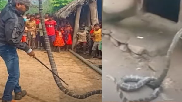घर में छिपा बैठा था विशालकाय किंग कोबरा
