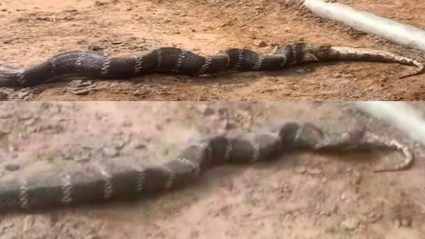 संरक्षित प्राणियों में आते हैं किंग कोबरा