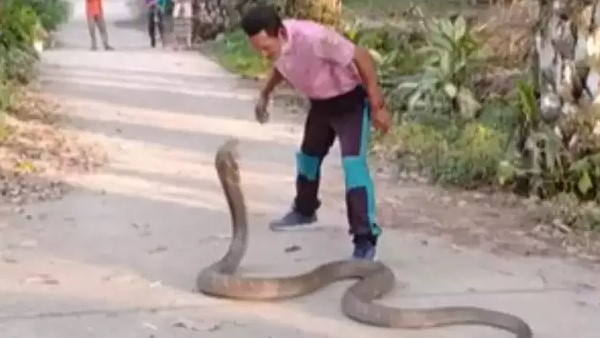 शख्स ने नंगे हाथों से पकड़ लिया किंग कोबरा
