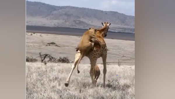  शेर के चंगुल में फंस जाता है जिराफ