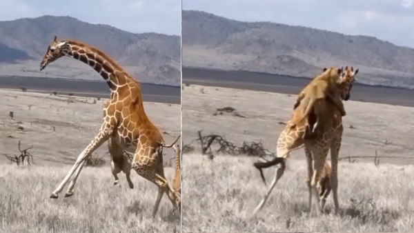  बौखलाया शेरों का झुंड 