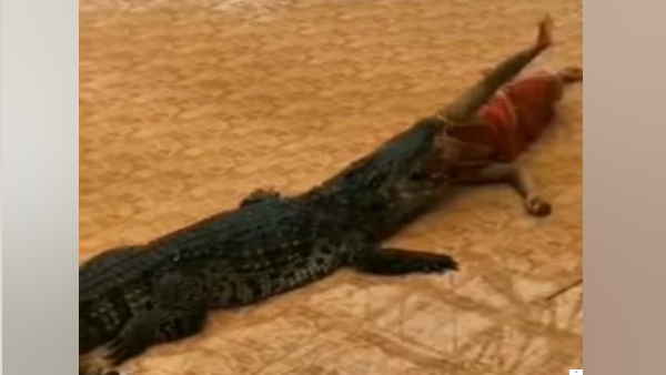 फर्श पर आराम कर रहे मगरमच्‍छ के मुंह में चला गया शख्‍स 