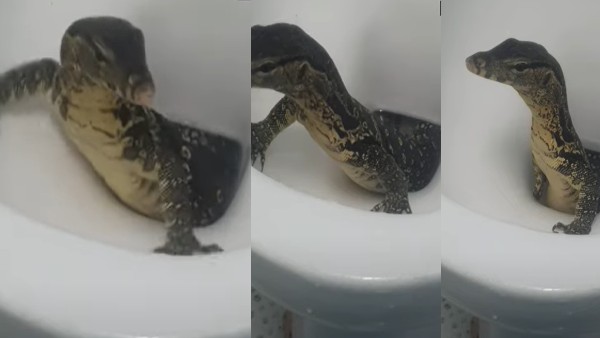 थाईलैंड घूमने आए पर्यटक से साथ हुई घटना