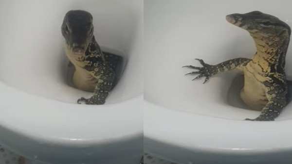 टॉयलेट यूज करने से पहले ही दिखा गोह 