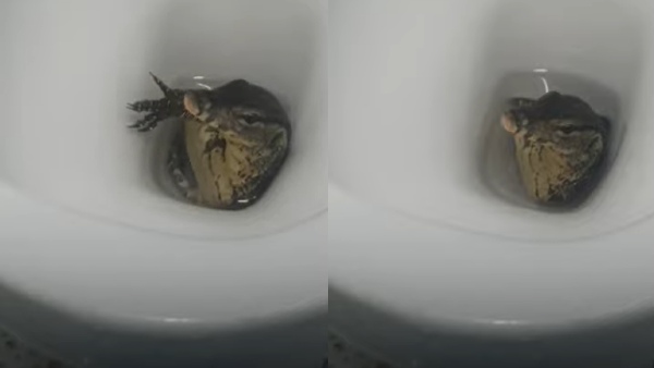 टॉयलेट में कमोड के अंदर से निकला डरावना जानवर