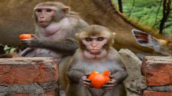 जानवरों के काटने के बाद क्या उपचार करना चाहिए ?