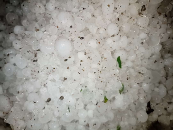 इन जगहों पर ओलावृष्टि से नुकसान इन जगहों पर ओलावृष्टि से नुकसान