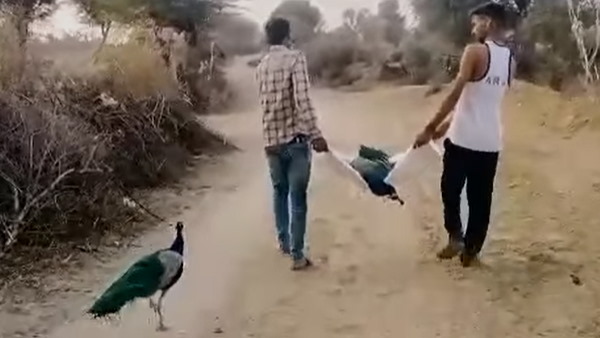 नागौर से वायरल हुआ था मोर का वीडियो