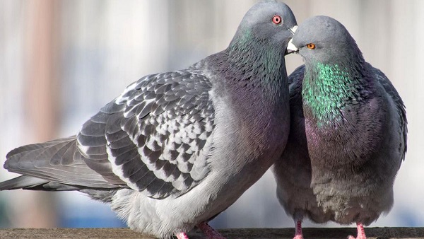 कबूतरों के ट्रस्ट को दान में भी मिलते हैं रुपये