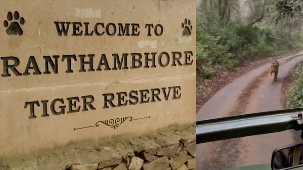 ranthambore national park watch viral video ranthambore national park watch viral video