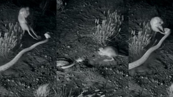 वायरल हुआ मजेदार वीडियो