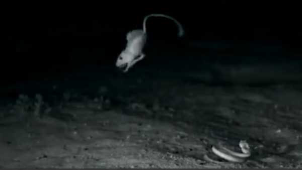 चूहे के अंदर आई ब्रूस ली की आत्मा!