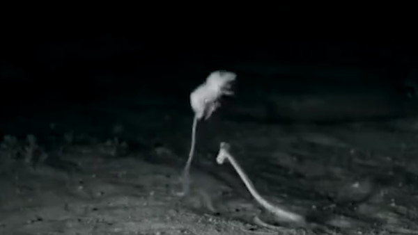 इस लिए खास है ये चूहा