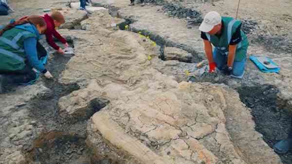 10 मीटर लंबा और एक टन वजनी खोपड़ी वाला सी-ड्रैगन