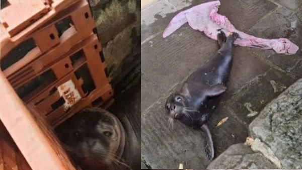 सारा काम छोड़कर पब वकर्स ने बचाई सील के बच्चे की जान सारा काम छोड़कर पब वकर्स ने बचाई सील के बच्चे की जान