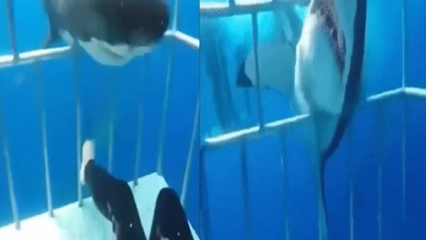 रेजर-नुकीले दांतों से हमला कर रही शार्क