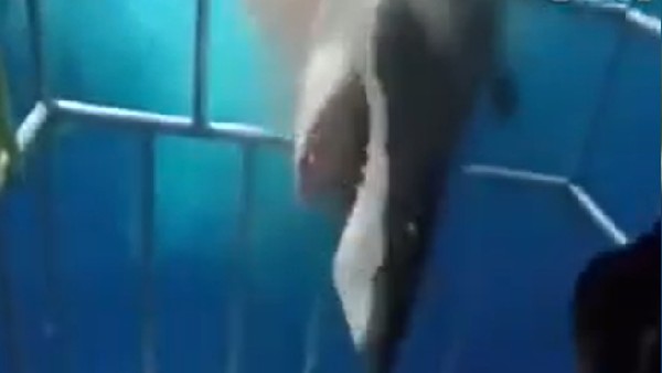 खुद पिंजरे में फंसी शार्क, हुई मौत