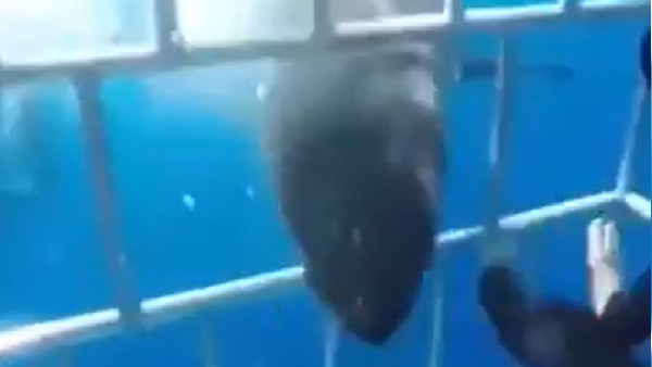 लापरवाही ने ली शार्क की जान