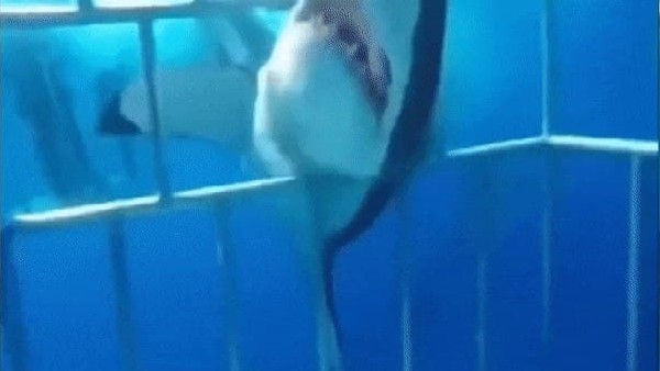 लोहे के पिंजरे में घुसने की कोशिश