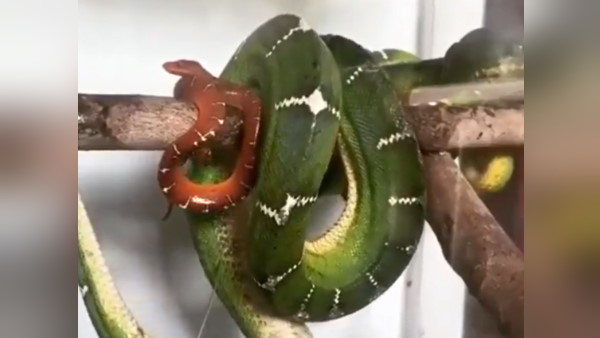 इंटरनेट पर वीडियो देख लोग हैरान इंटरनेट पर वीडियो देख लोग हैरान