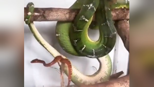 कैमरे के सामने बच्चे को दिया जन्म कैमरे के सामने बच्चे को दिया जन्म