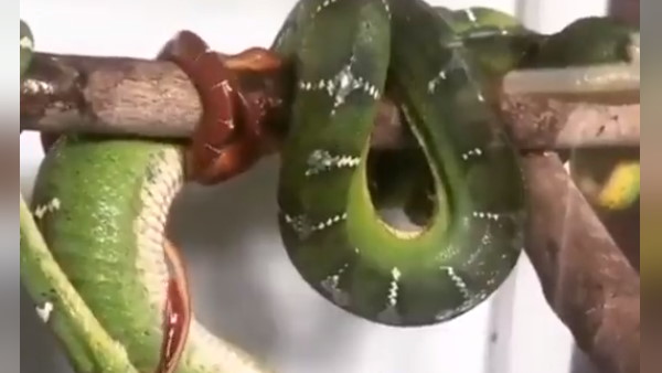 गर्भ से निकला सांप का बच्चा गर्भ से निकला सांप का बच्चा