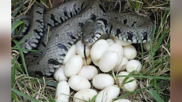 यूजर्स ने किए ऐसे कमेंट यूजर्स ने किए ऐसे कमेंट