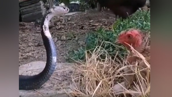 मुर्गी ने अकेले किया सांप का सामना
