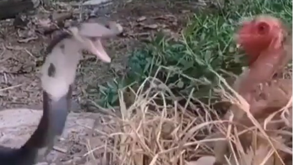 अंडे चुराने की फिराक में था सांप