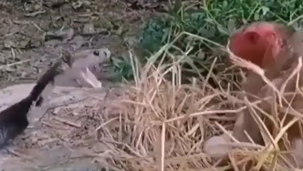 ऐसा हुआ इस लड़ाई का अंत