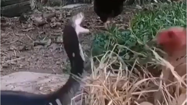 मुर्गी की हिम्मत देख लोग हैरान