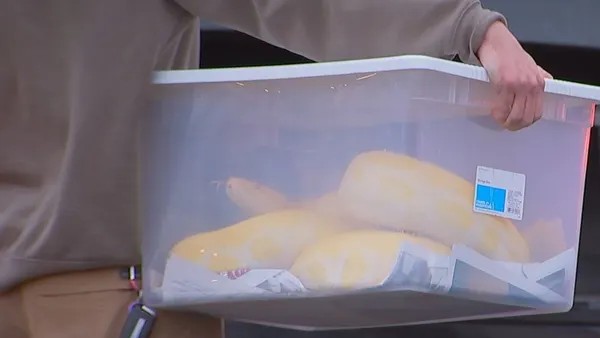 14 फीट का अजगर भी था अंदर