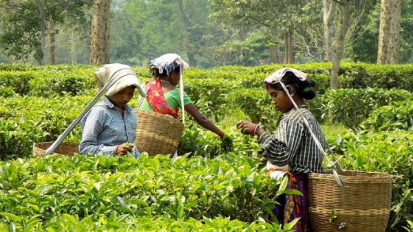 tea can be expensive Tremendous decline in Darjeeling tea production tea can be expensive Tremendous decline in Darjeeling tea production