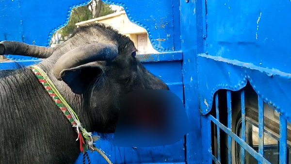 भैंस का पशु अस्‍पताल में इलाज जारी