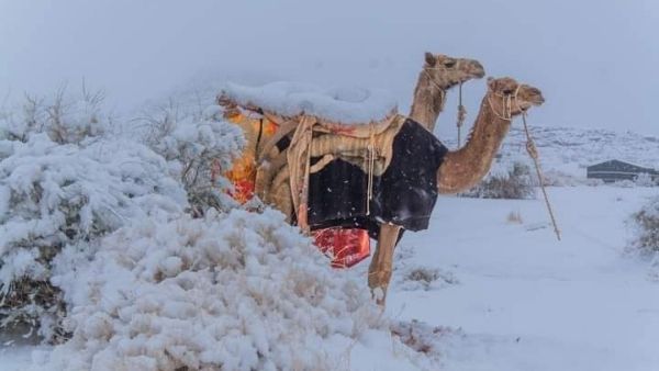 सऊदी अरब में बर्फबारी