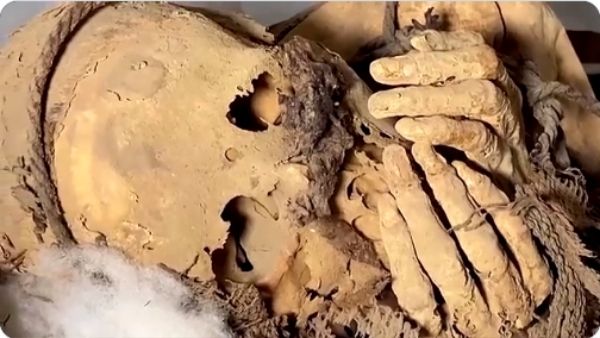 सब्जी, गिनी पिग और कुत्ता भी मिला सब्जी, गिनी पिग और कुत्ता भी मिला